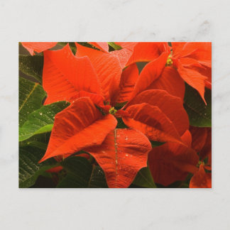 Postal Poinsettia