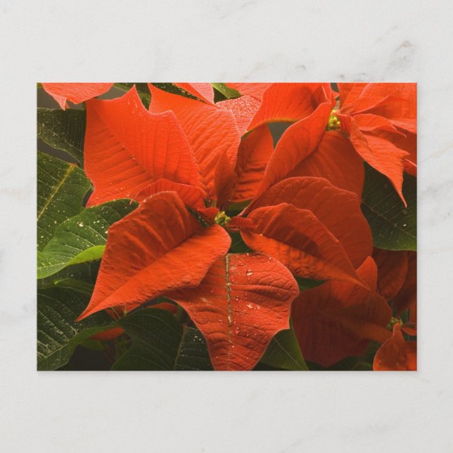 Postal Poinsettia (Anverso)
