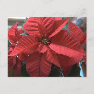 Postal Poinsettia