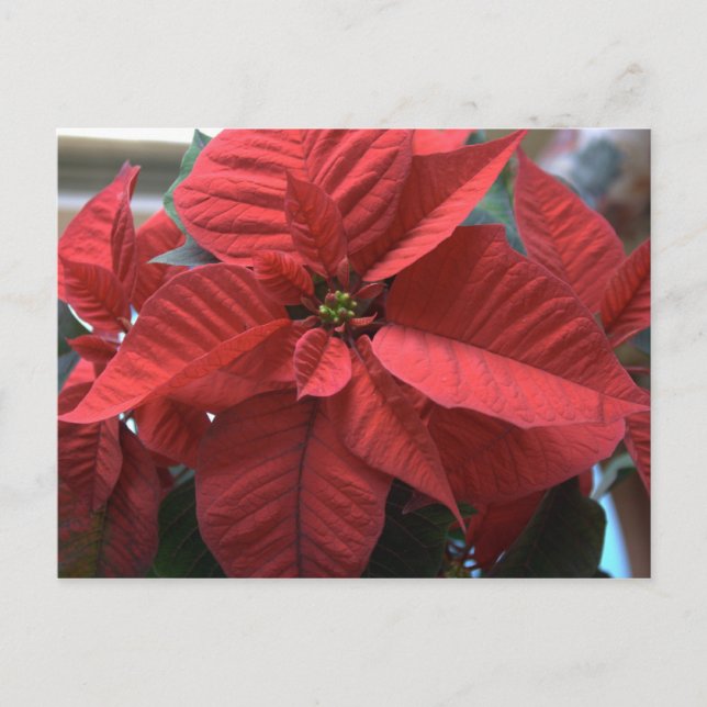 Postal Poinsettia (Anverso)