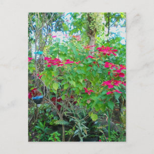 Postal Poinsettia Backyard Postcard