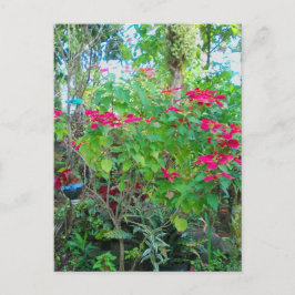 Postal Poinsettia Backyard Postcard