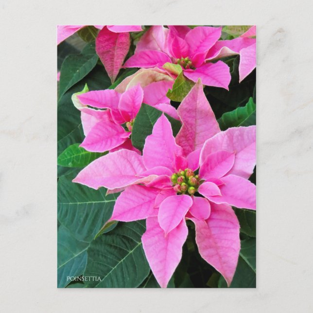 Postal Poinsettia [postal] (Anverso)