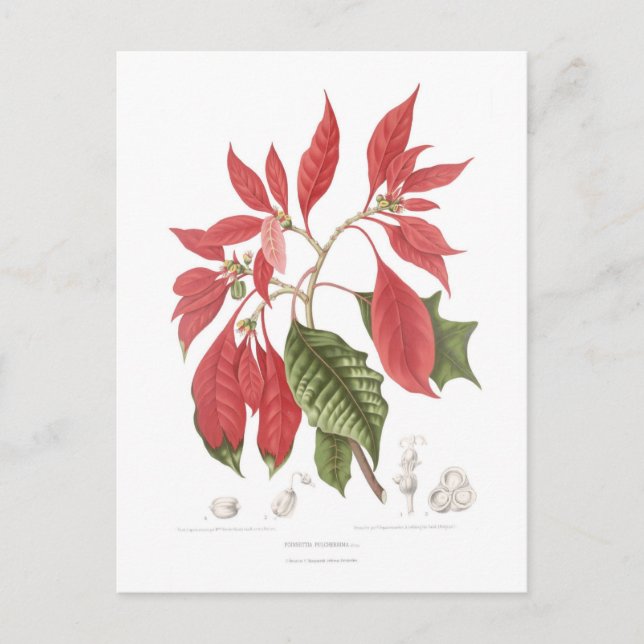 Postal Poinsettia pulcherrima (Anverso)