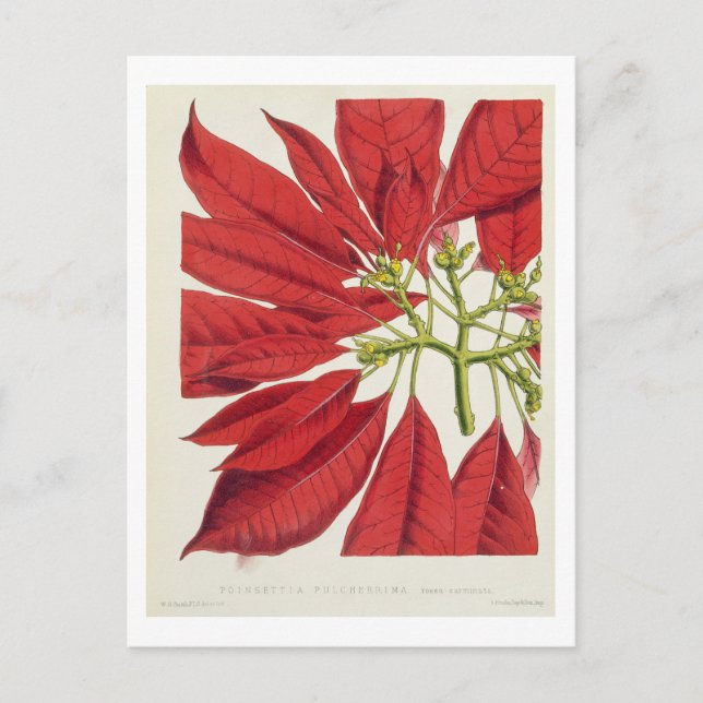 Postal Poinsettia Pulcherrima (color litho) (Anverso)