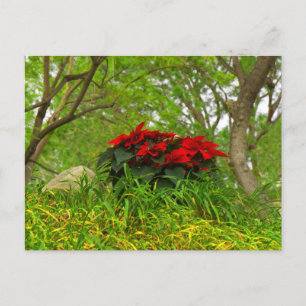 Postal Poinsettia roja