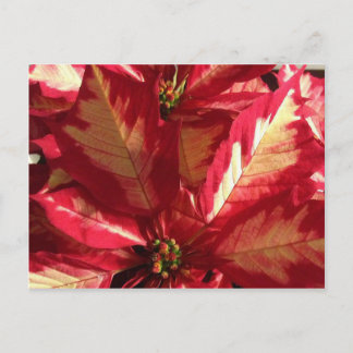 Postal Poinsettia rosa
