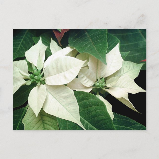 Postal Poinsettias blancas (Anverso)