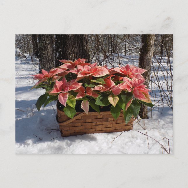 Postal Poinsettias navideñas vintage (Anverso)