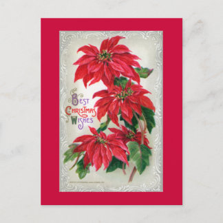Postal Poinsettias Postcard