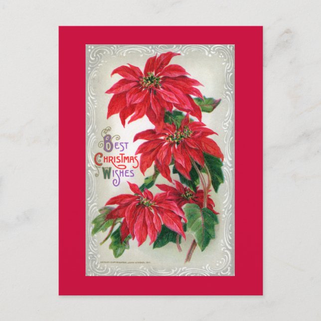 Postal Poinsettias Postcard (Anverso)
