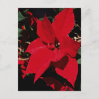 Pointsettia rojo brillante