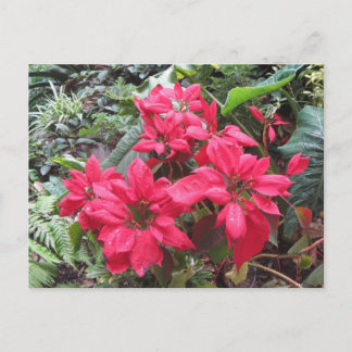 Postal Pointsettias
