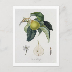 Postal Poire d'ange, grabado por Bocourt, publicado en 17