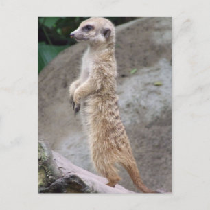 Postal Poised Meerkat Postcard