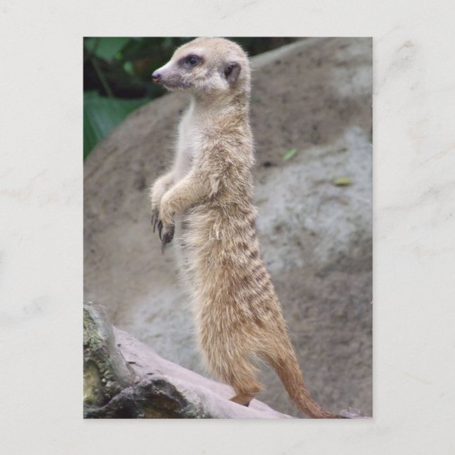 Postal Poised Meerkat Postcard (Anverso)