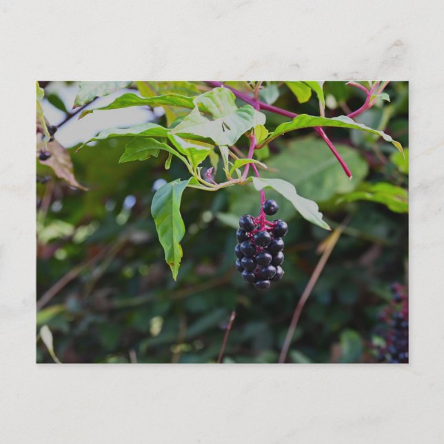 Postal Pokeweed Berries Postcard (Anverso)