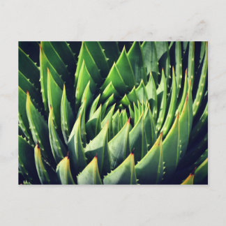 Postal Pokey Succulent