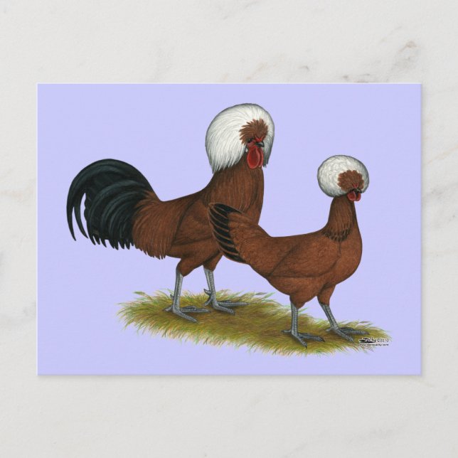 Postal Polaco: Rojos con crema blanca (Anverso)