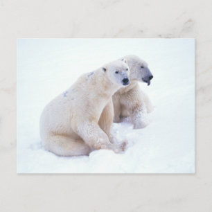 Postal Polar Bear Duo