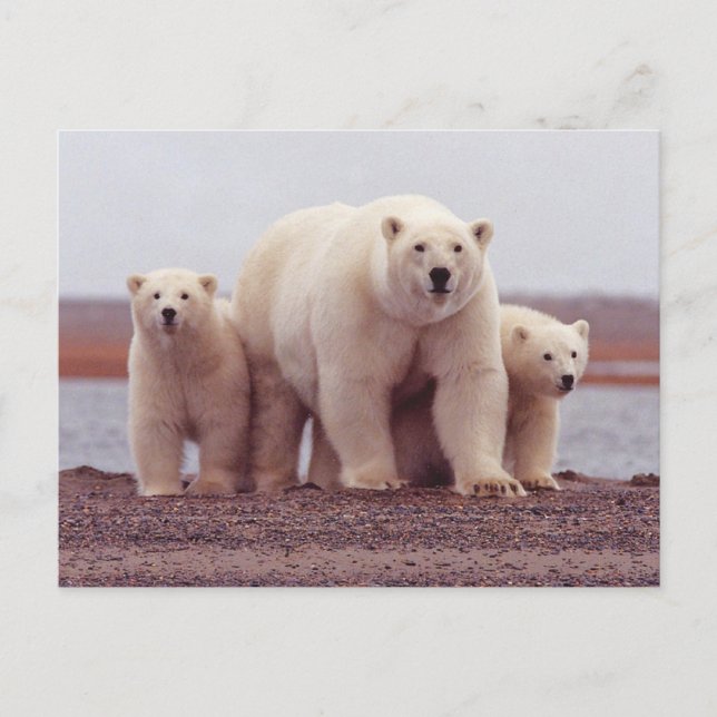 Postal Polar Bear Family Mother and Cubs Photo (Anverso)