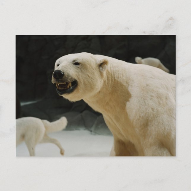 Postal Polar Bear Grin (Anverso)