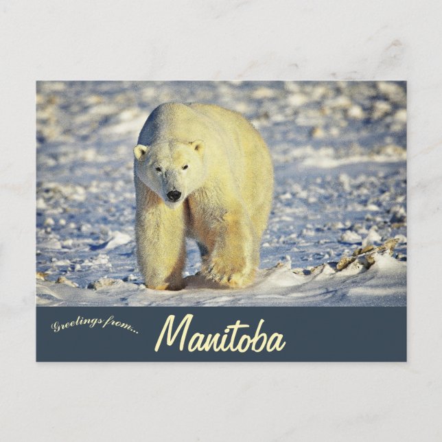 Postal Polar Bear in Churchill Manitoba Canada (Anverso)