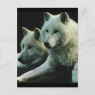 Postal Polar Wolf