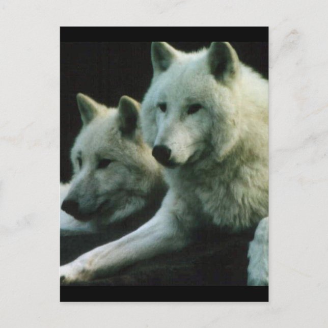 Postal Polar Wolf (Anverso)