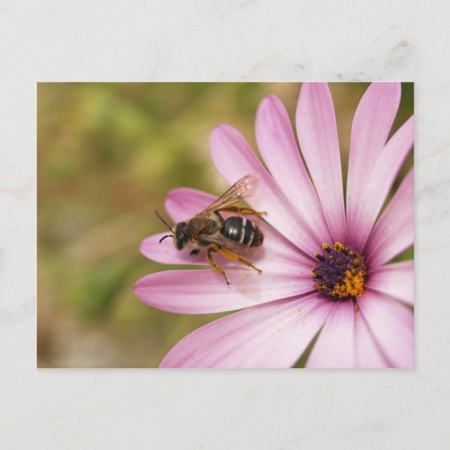 Postal Polen (Anverso)