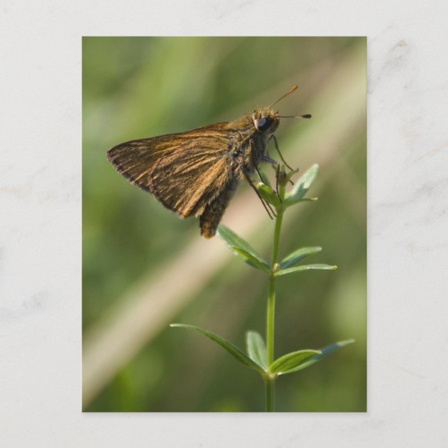 Postal polilla marrón (Anverso)
