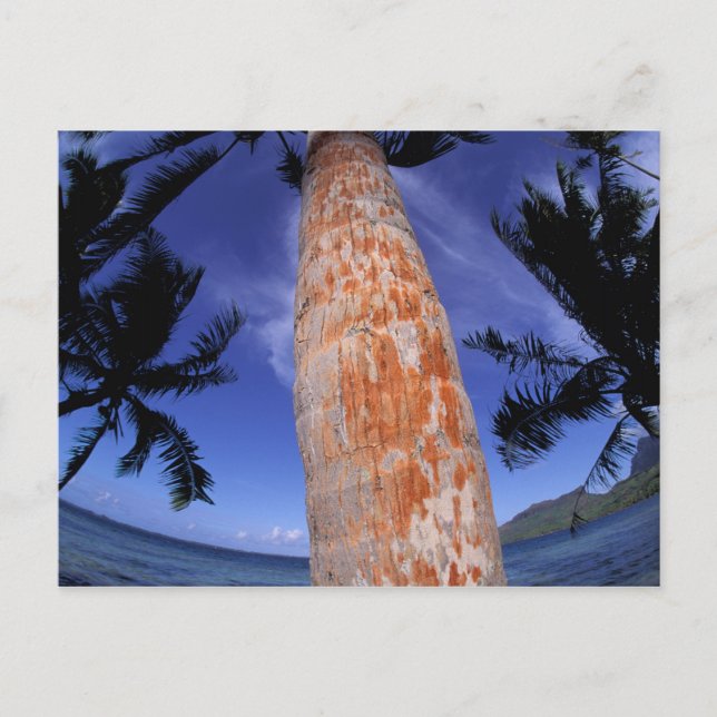Postal Polinesia Francesa, Bora Bora, Palmeras (Anverso)