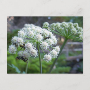 Postal Polinizadores en flores de Angelica Blanca