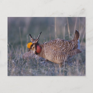 Postal Pollito de pradera menor, Tympanuchus