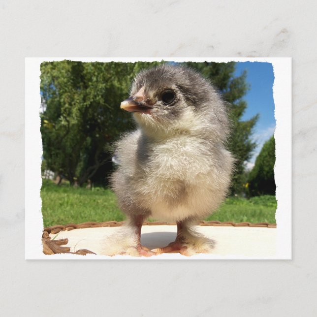 Postal pollito pequeño y esponjoso (Anverso)