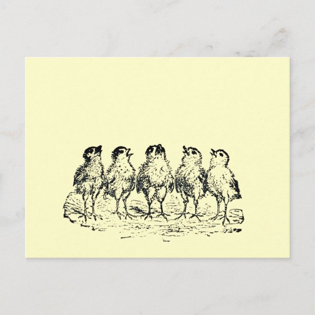 Postal pollitos (Anverso)