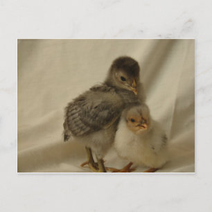 Postal Pollitos Azules Grises Adorables