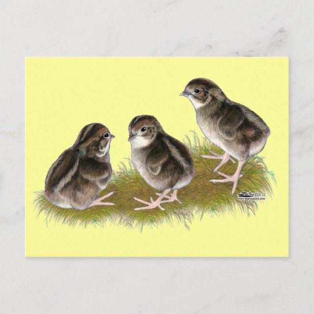 Postal Pollitos de codorniz Coturnix (Anverso)