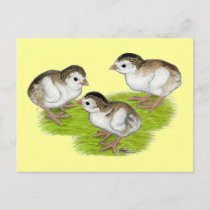 Postal Pollitos de Guinea Morados