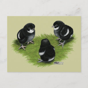 Postal Pollitos de Marans Negro Cobre