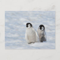 Pollitos de Pingüino Emperador Antártida