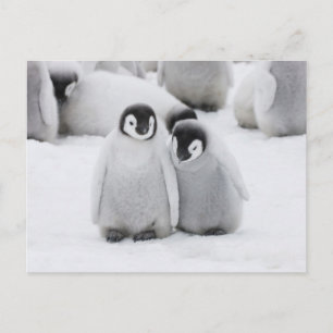 Postal Pollitos de Pingüino Emperador sobre Hielo en Antá