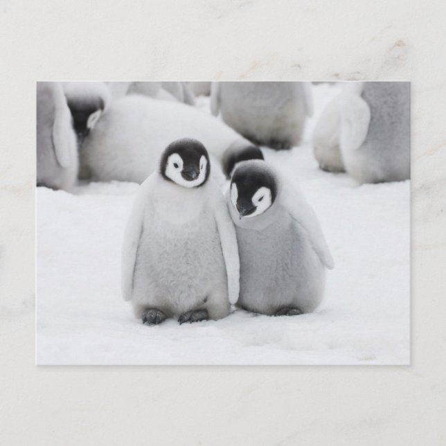 Postal Pollitos de Pingüino Emperador sobre Hielo en Antá (Anverso)