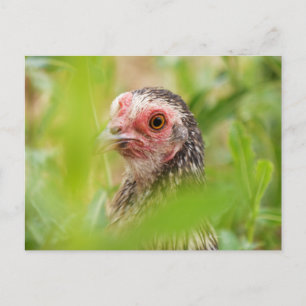Postal Pollo
