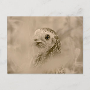 Postal Pollo
