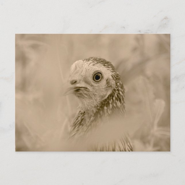 Postal Pollo (Anverso)