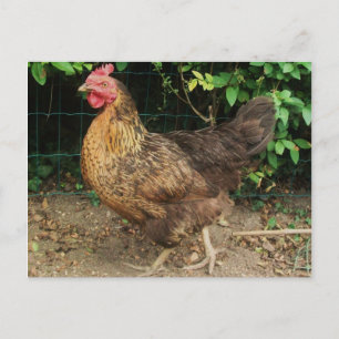 Postal Pollo