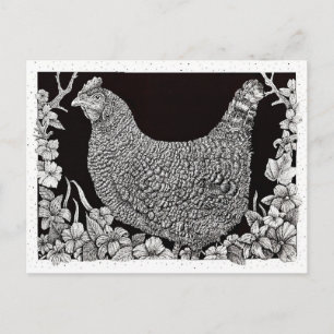 Postal Pollo Barred Rock