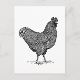 Postal Pollo BW Plymouth Rock