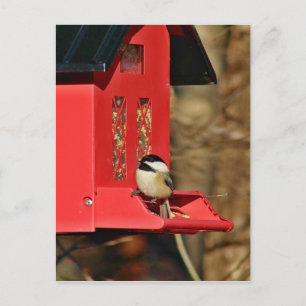 Postal Pollo con gorra negra